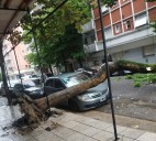 Cayó un árbol sobre un automóvil en Brown y Las Heras