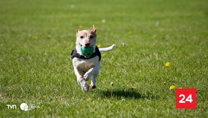 Los perros podrían mejorar la salud mental adolescente, revela estudio en Japón