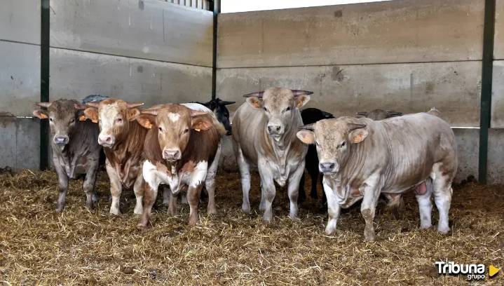 Javier Boyero: "Buscamos que Salamanca deje de exportar terneros y empiece a exportar carne"