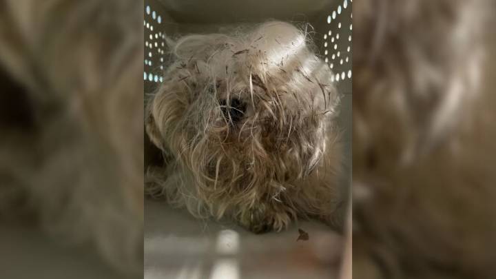 Missouri Stray Pup Hidden Beneath Mats Emerges Unrecognizable After Rescue