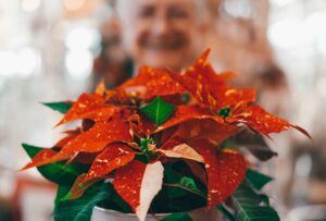 How to choose — and keep alive — the perfect holiday poinsettia