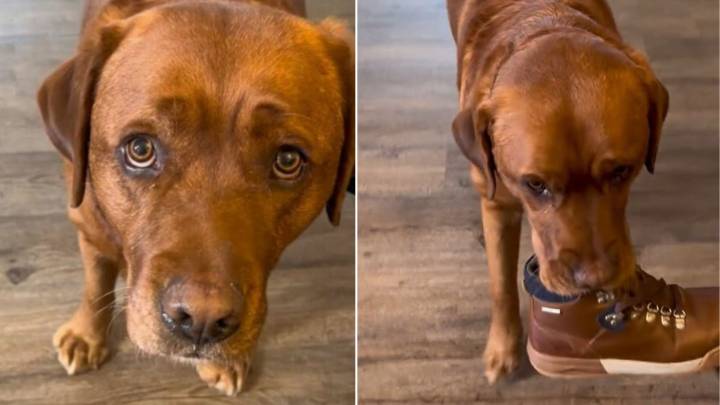 Colorado Pup Who Flunked Service School Becomes The Perfect Companion In His Own Way