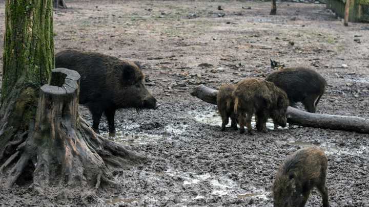 Ascienden a 9 los casos de peste porcina africana en jabalíes en el entorno de Collserola