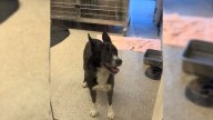 California Dog Watches Families Walk Past His Kennel, Then Volunteers Notice Him Fading Away