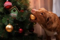 Cómo proteger tu árbol de Navidad de las travesuras de tu mascota estas fiestas