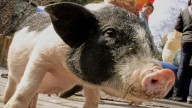 Reino Unido levanta prohibición de importación de carne de cerdo de España tras casos de peste porcina africana
