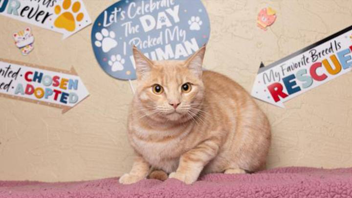 Casanova Is a Lover, True. But He’s Also Loyal and Calm