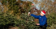 Free Christmas trees are being given away at a Welsh Tesco this weekend