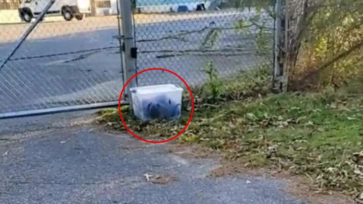 Alabama Woman Freezes When She Realizes What’s Trapped Inside A Plastic Container She Found