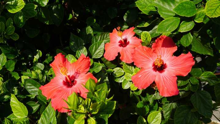 20 Plants That Look Similar To Hibiscus For A Low