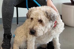 This doodle mix is our Pet of the Week