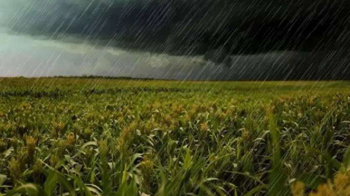 Afirman que las lluvias a los distintos cultivos: “No fue lo agresivo que podía haber sido”