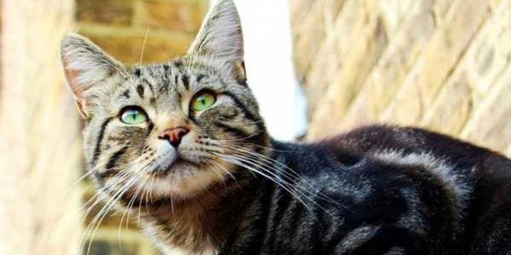 Blow dart attack on San Antonio cat triggers nationwide manhunt