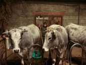 French govt to vaccinate 1mn cattle against lumpy skin disease