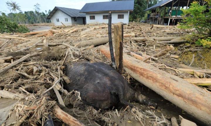 Las inundaciones entierran a un elefante de varias toneladas en Indonesia