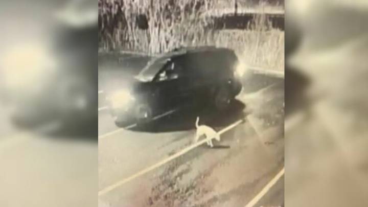 Dog Watches His Owner Drive Away As He Lies Injured Outside Georgia Clinic