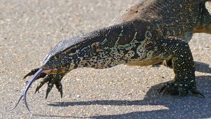 Most dangerous lizard in US has been spotted in Georgia