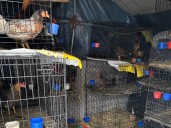 MSPCA, MSP rescue 60-plus birds from suspected cockfighting ring in WMass