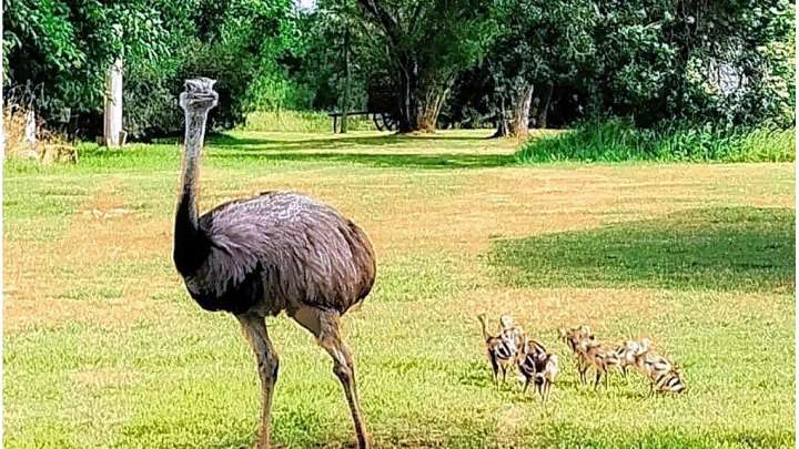 Nacieron charitos de ñandú en la Reserva Las Piedras de Gualeguaychú