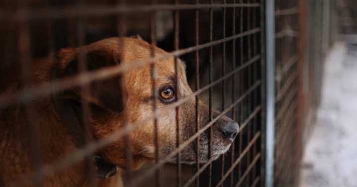 CDMX prohíbe exhibición física de perros y gatos en adopción o venta: ¿De cuánto podría ser la multa en caso de incumplir la ley?