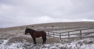 Missoula County seeks input on managing Miller Creek horse herd