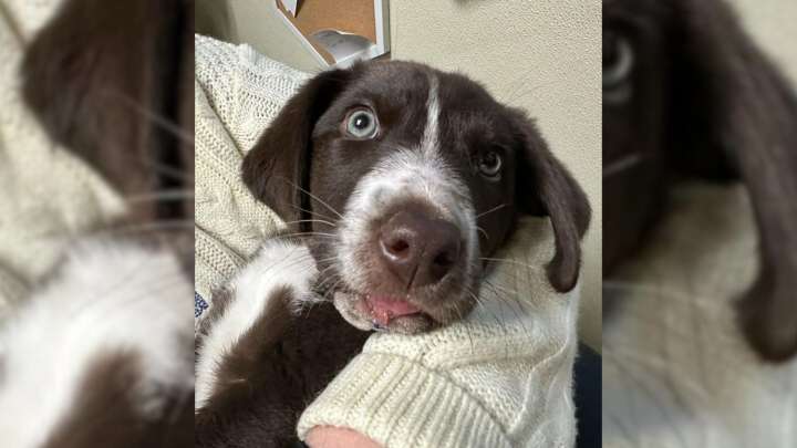 Kentucky Pup Healing From Surgery Finds Joy In A Friendship That Cannot Be Broken