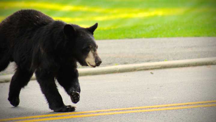 Second NJ bear hunt of 2025 limited to shotguns, rifles