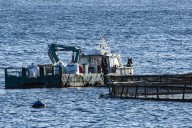 El comité del Plateca acordó encargar la inspección del fondo de las jaulas marinas
