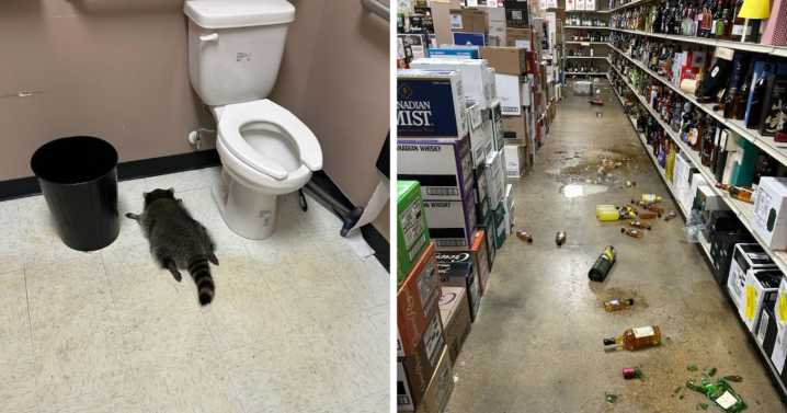 Downtown Ashland hosting 'The Great Raccoon Hunt' after Virginia ABC Store burglar becomes viral sensation