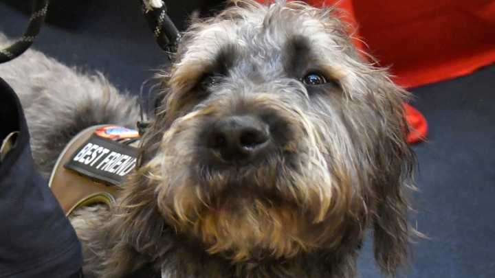Rescue Dog Rigs Officially Becomes Melbourne Firefighter Therapy Dog