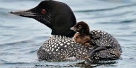 More loons are filling Maine’s lakes with their ghost