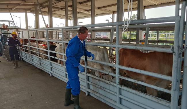 Amplía AGRICULTURA acciones para controlar la movilización de ganado y contener el gusano barrenador