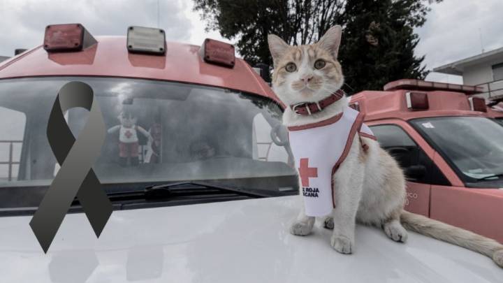 Cruzberto, el gato de la Cruz Roja, muere atropellado; así le dan su despedida