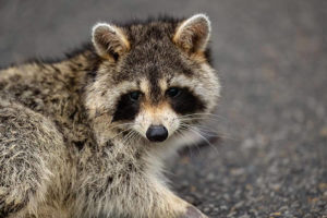 Man bitten by rabid raccoon after putting injured animal in his coat during rescue attempt