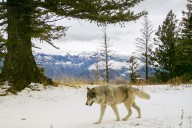 Oregon congressman Cliff Bentz is pushing to remove gray wolves from Endangered Species Act