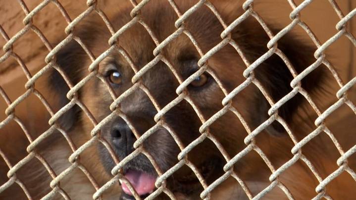 City of Mobile Animal Services hopes the holidays bring more forever families