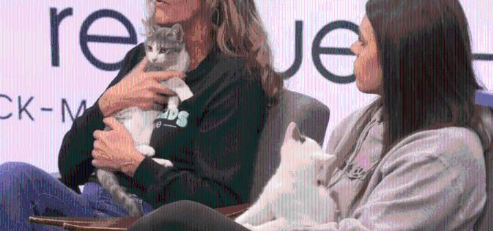 FURRY FRIDAY: Meet the new kittens, Dobby and Boo