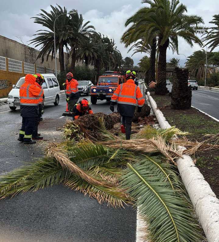 Telde sigue sumando incidencias con árboles, palmeras, muros y vallas derribadas por el viento