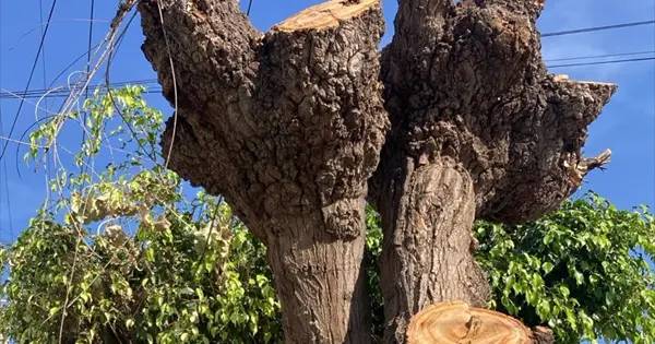 Defiende Azuara ajuste de sanciones por tala o poda de árboles