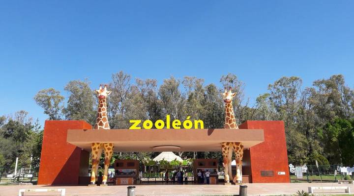 ZOOLÓGICO DE LEÓN SIGUE ABIERTO PESE A SUSPENSIÓN PROVISIONAL