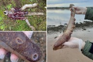 Super-rare seven-limbed octopus found on shore