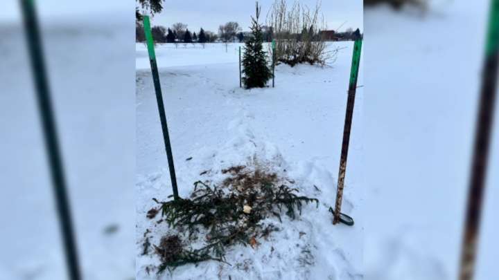 Grinch-like tree thefts hit Fargo parks days before Christmas