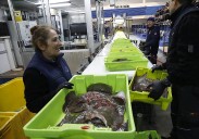 Las subastas en la lonja de Avilés hasta octubre aumentaron un 11% con respecto a 2024