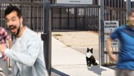 Border Crisis Worsens As Biden's New Cat Stands At Gate To Mexico And Can't Decide Whether To Go In Or Out