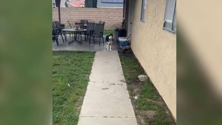 California Rescue Pup’s First Night Home Brings A Mystery That Soon Makes Perfect Sense