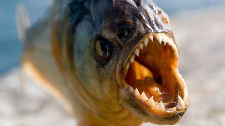 Piranha: Fish With a Vicious Reputation and Mixed Diet