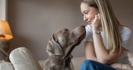 Expert's 'unnoticed sign' that your dog is stressed this Christmas