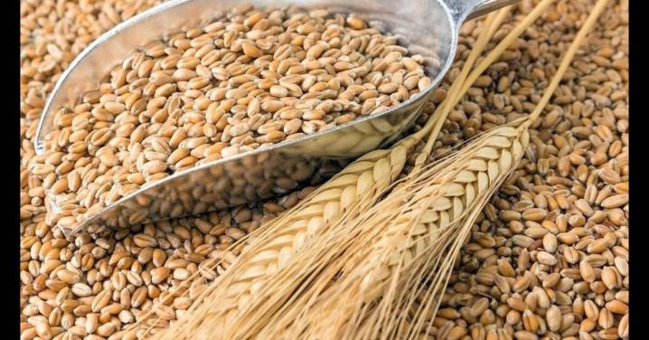 Cocachacra: La Pascana será sede del primer Festival del Trigo 2025