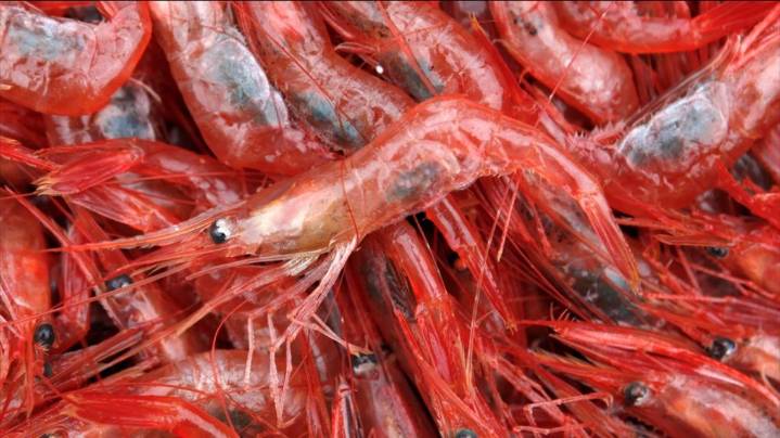 Ban on shrimp fishing in New England to continue for at least three more years