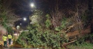 Delays as fallen tree blocks Melford Road in Sudbury